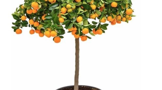 Sinaasappelboom vanaf € 35,00
